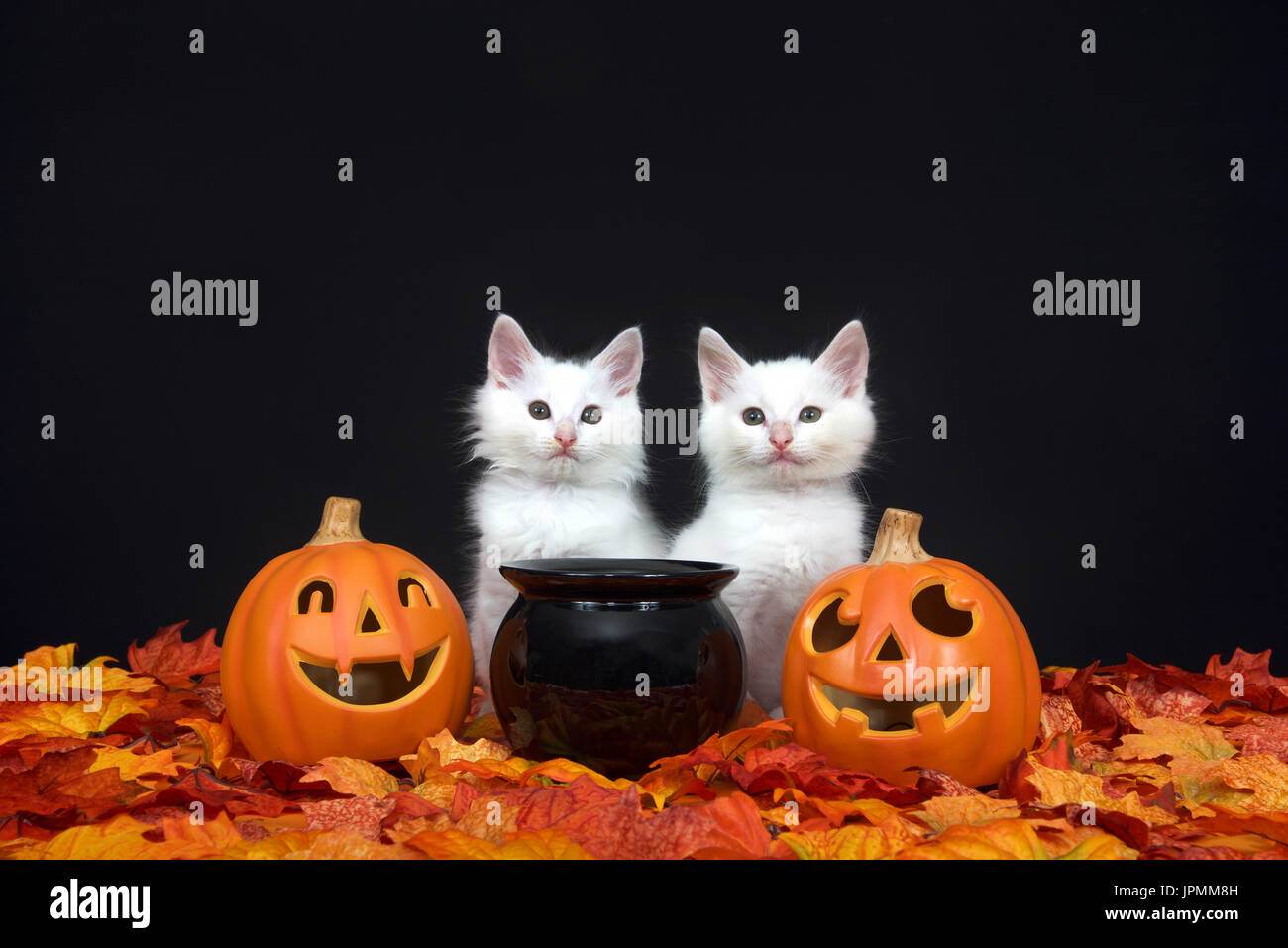 Deux chatons blancs moelleux assis derrière un chaudron noir avec jack o lanterne sur deux côtés entouré de feuilles d'automne l'automne, fond noir. Banque D'Images
