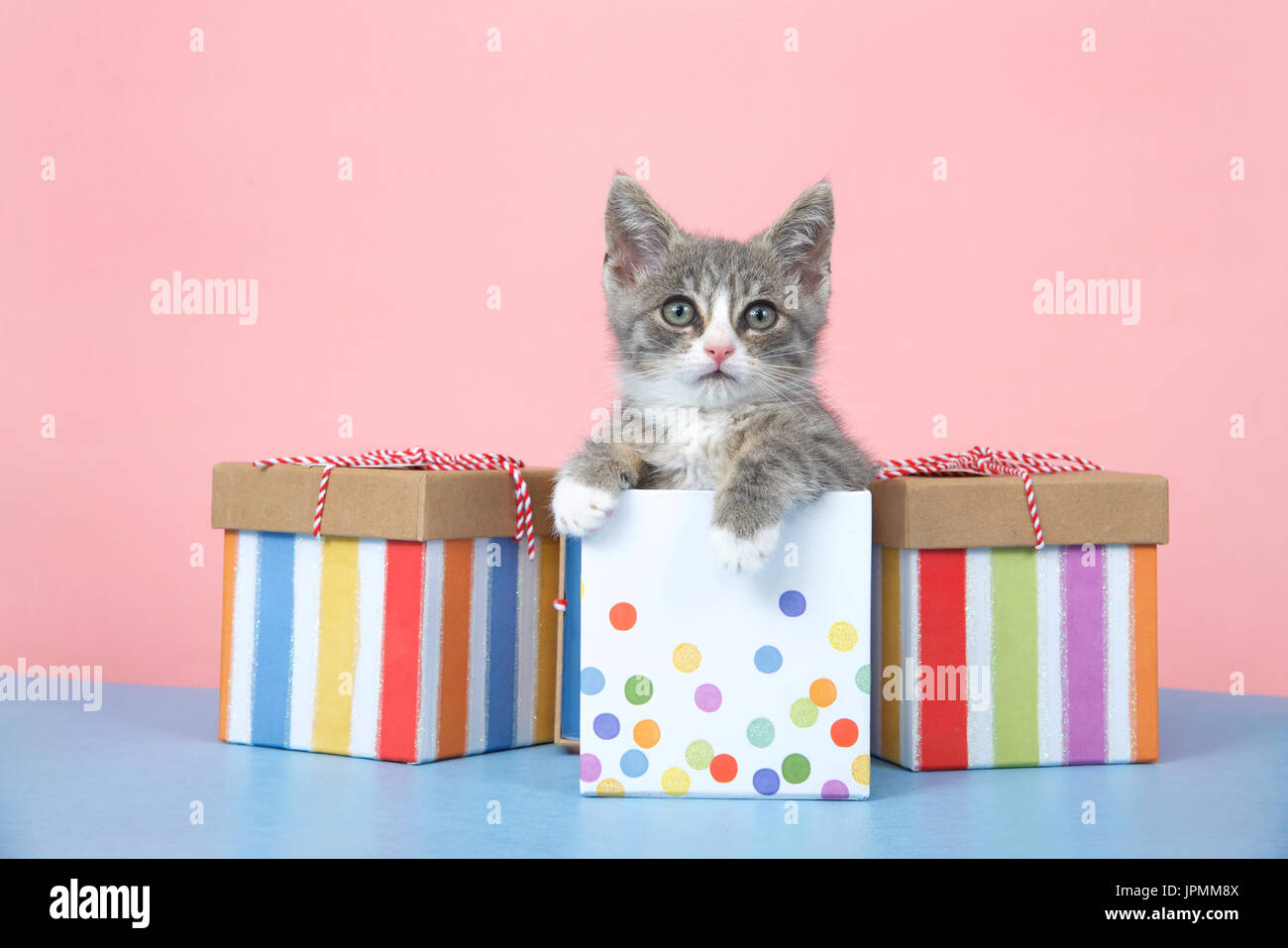Un Petit Gris Et Blanc Tabby Kitten Assis Dans Une Boite De Cadeau D Anniversaire En Pointille De Couleur Pastel Avec Des Boites A Rayures De Chaque Cote Surface Bleue Fond Rose Photo