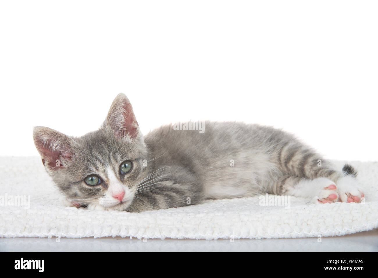 Beau Petit Chaton Gris Disolement Sur Le Fond Blanc Photo