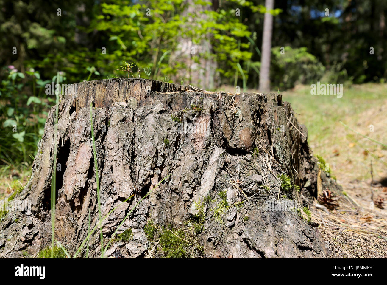 Moignon de tronc abattu après le vieil arbre peut être vu sur le sol forestier Banque D'Images