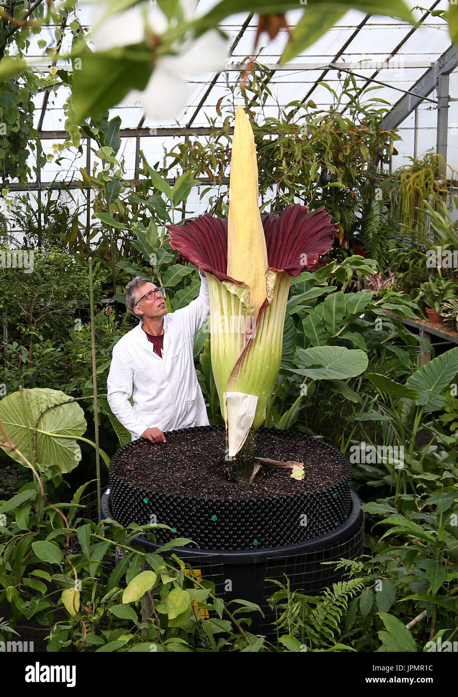 Associé de recherche Dr Axel Dalberg Poulsen examine un Amorphophallus titanum, ou titan arum, l'un des plus gros et smelliest fleurs, qui a fleuri au Royal Botanic Garden d'Edimbourg. Banque D'Images