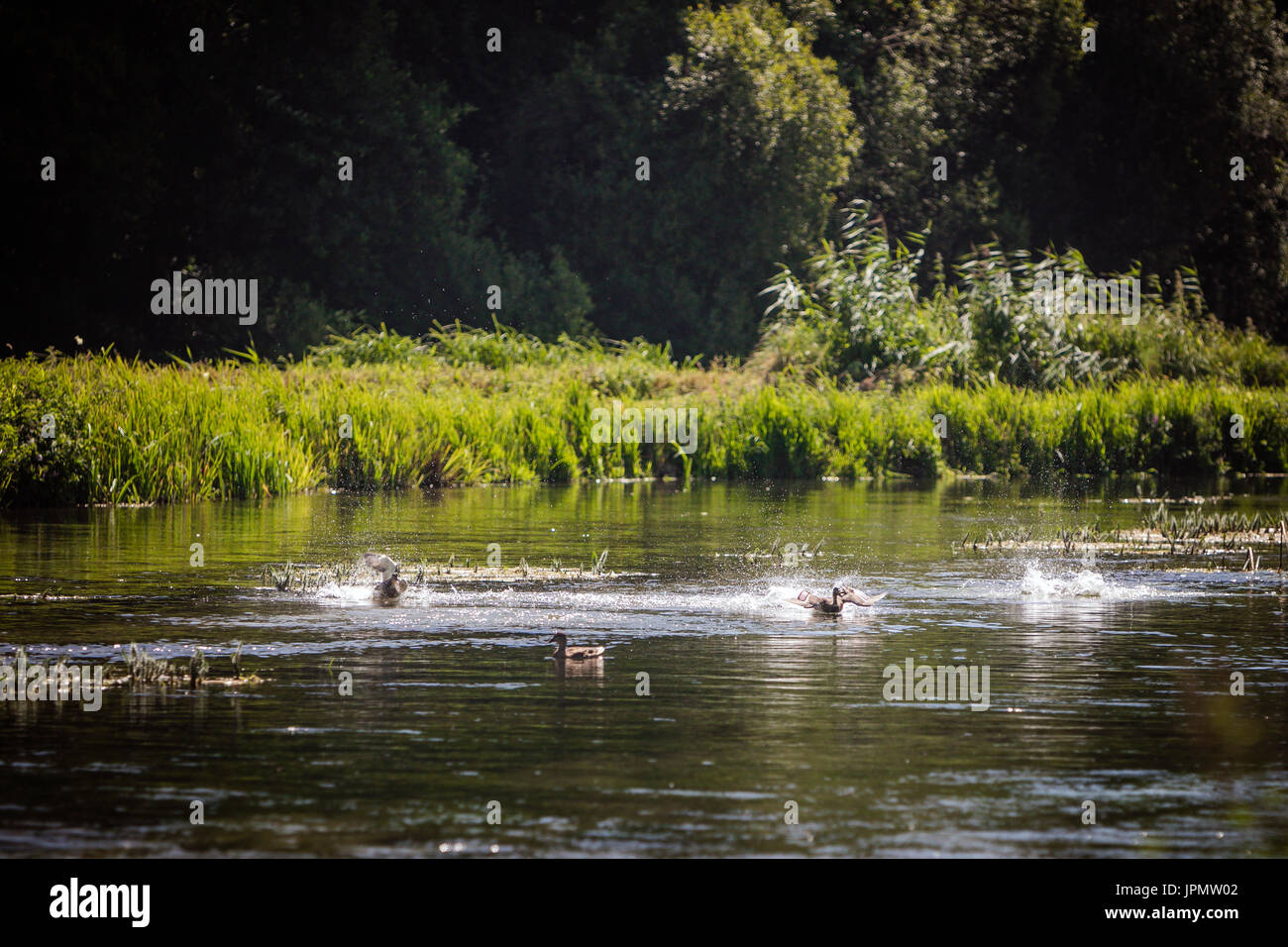 Canards sauvages éclaboussures, River Test, Leckford, Hampshire, Angleterre Banque D'Images