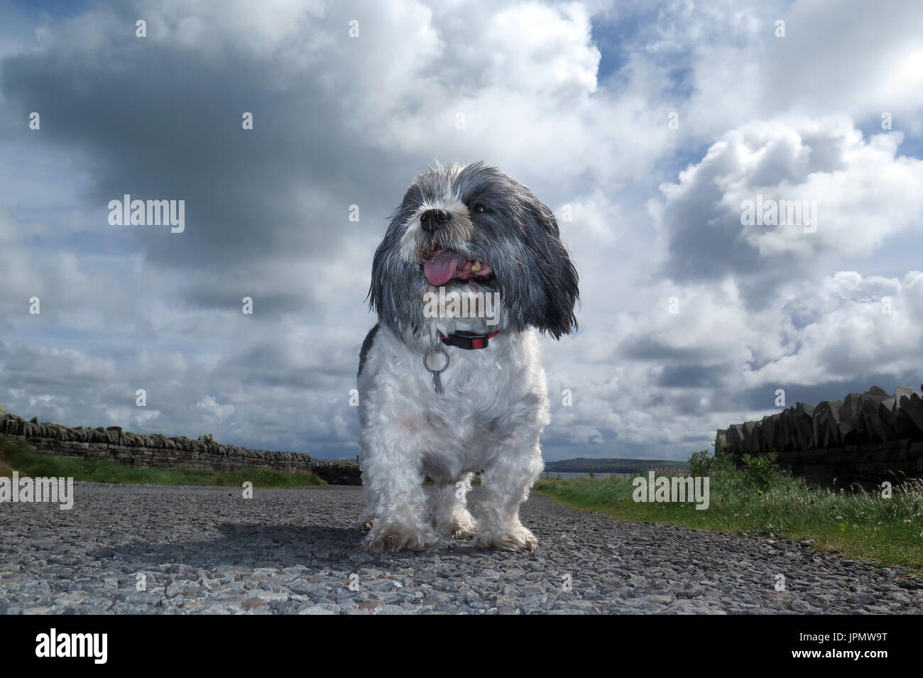 Câpres Canine / Monde de chien Banque D'Images
