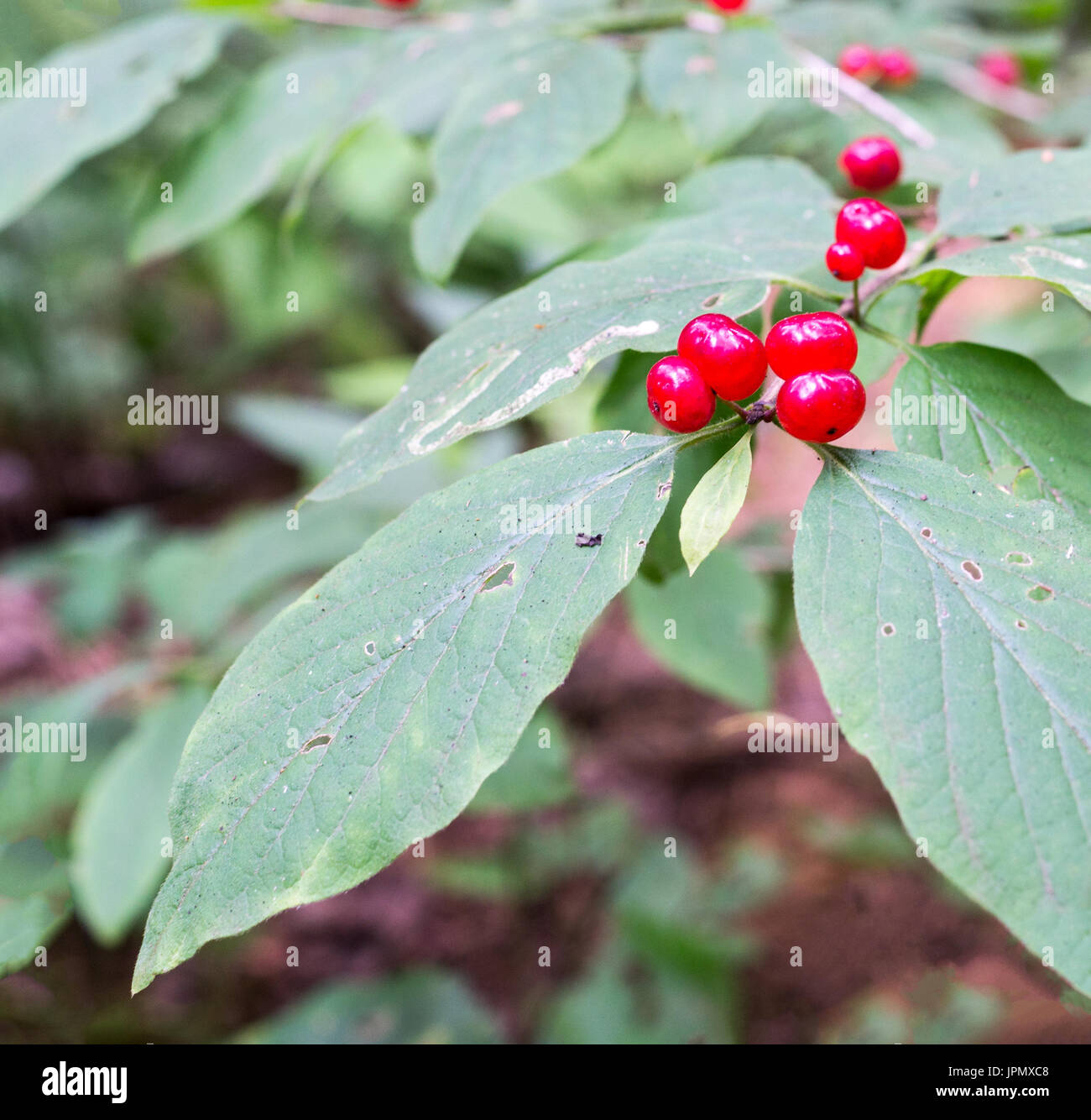 Les baies sauvages poison, forêt chèvrefeuille. arrière-plan, la nature. Banque D'Images