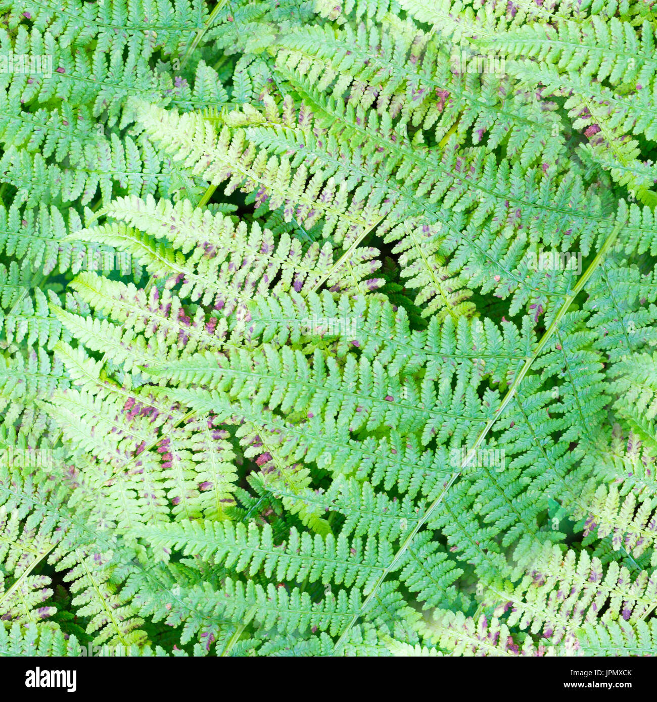 Fougères vert transparent à l'été. la nature, la texture Banque D'Images