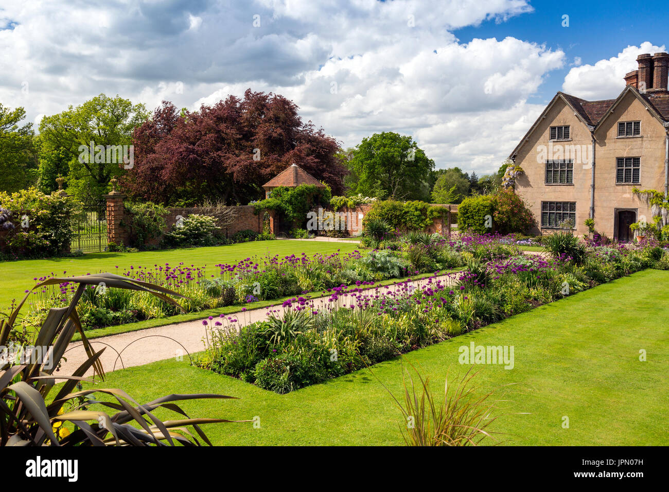 Allium fleurs colorées dans le jardin frontières à Packwood House - un manoir Tudor préservé dans le Warwickshire, Angleterre, RU Banque D'Images