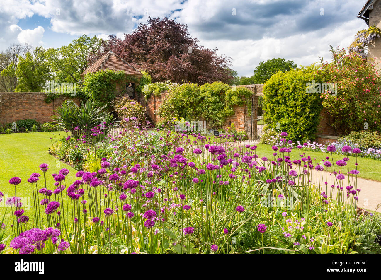 Allium fleurs colorées dans le jardin frontières à Packwood House - un manoir Tudor préservé dans le Warwickshire, Angleterre, RU Banque D'Images