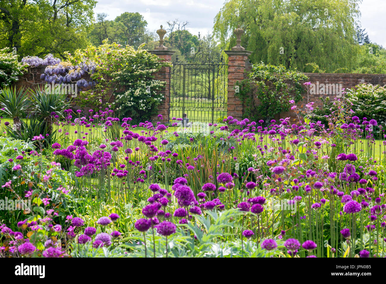 Allium fleurs colorées dans le jardin frontières à Packwood House - un manoir Tudor préservé dans le Warwickshire, Angleterre, RU Banque D'Images