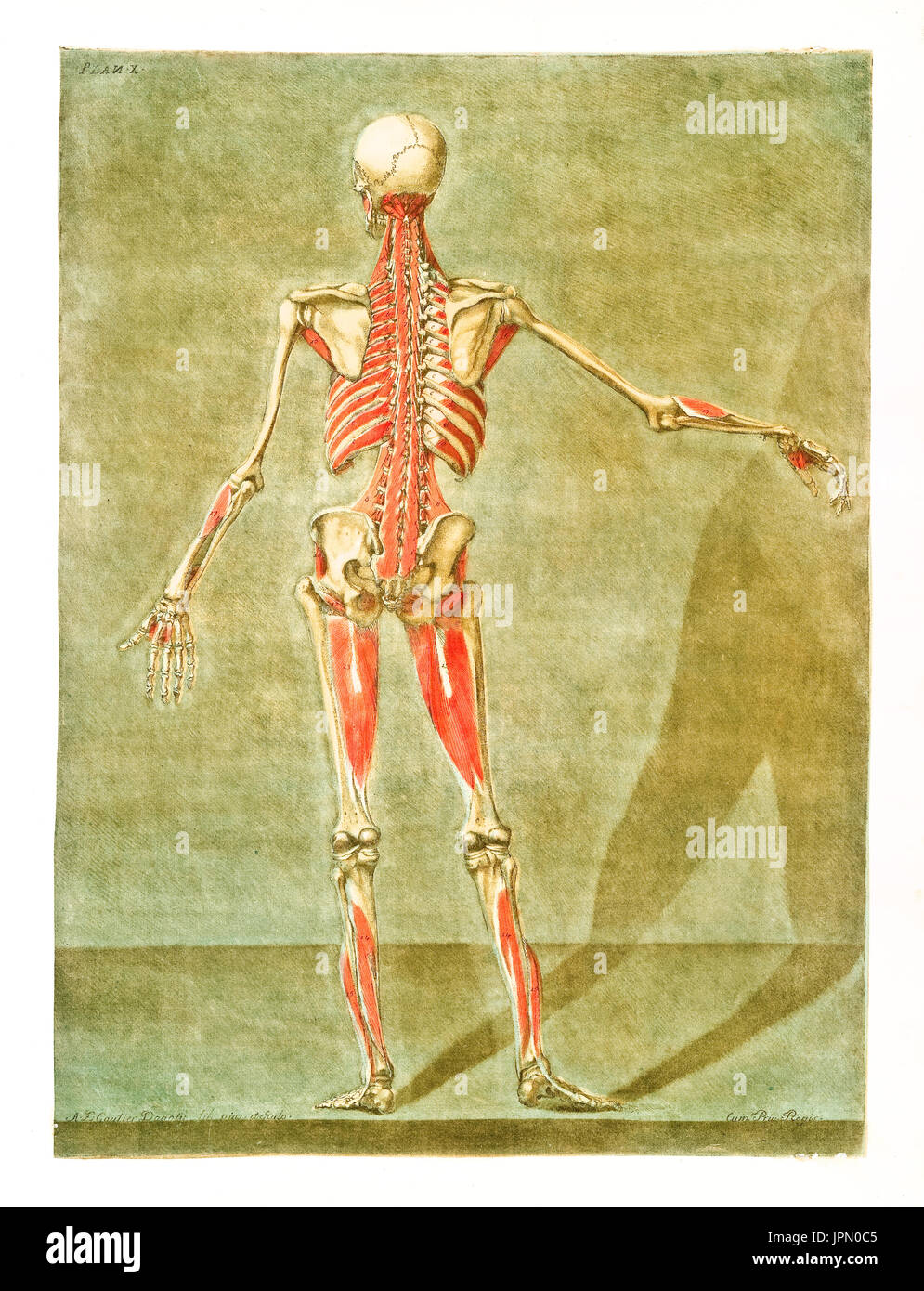 L'anatomie humaine. Les muscles et les os. Par A.E. Gautier D'Agoty en cours complet lisaa..., publ. Leclerc, Nancy, 1773 Banque D'Images
