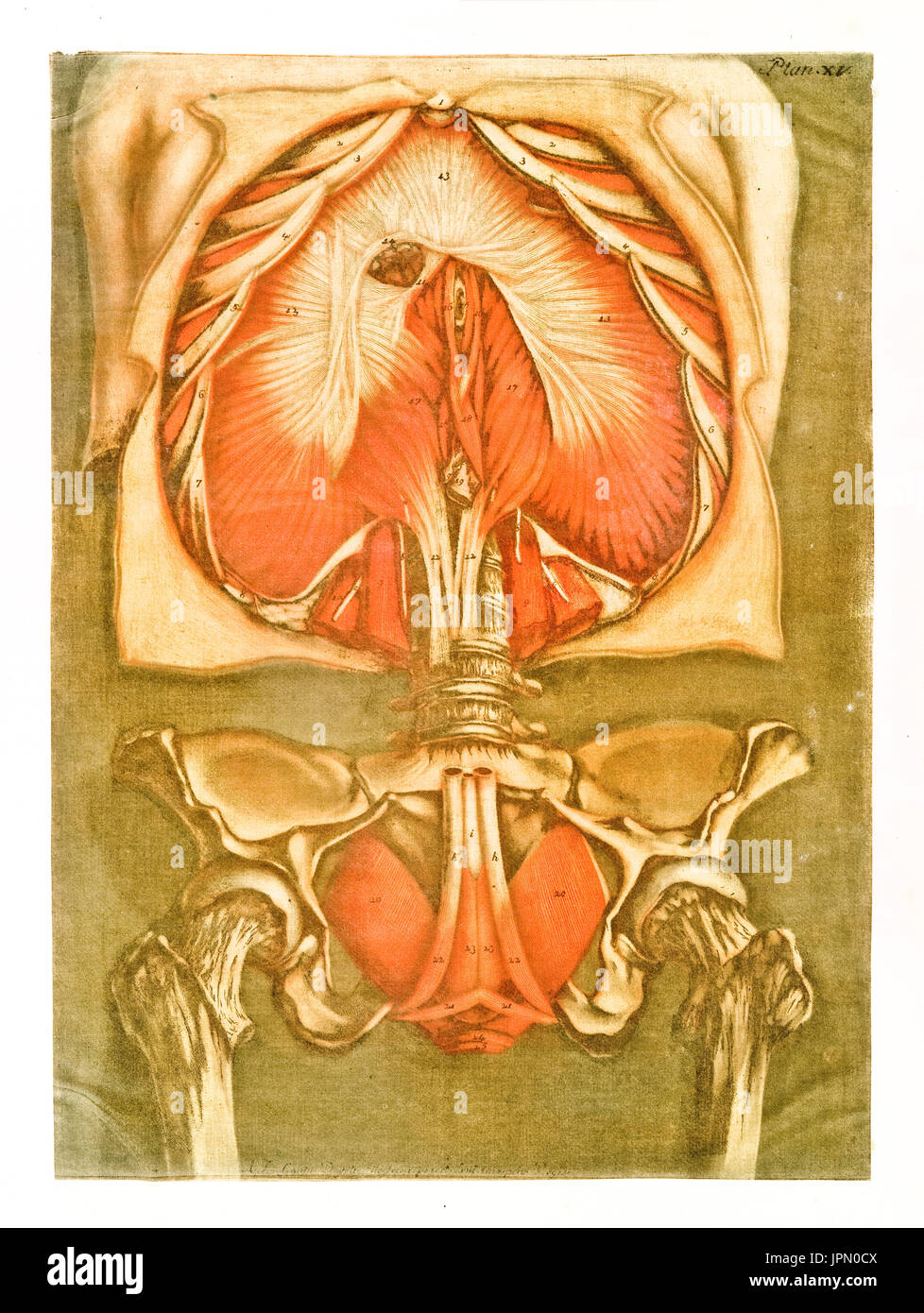 L'anatomie humaine. Les muscles et les os. Par A.E. Gautier D'Agoty en cours complet lisaa..., publ. Leclerc, Nancy, 1773 Banque D'Images