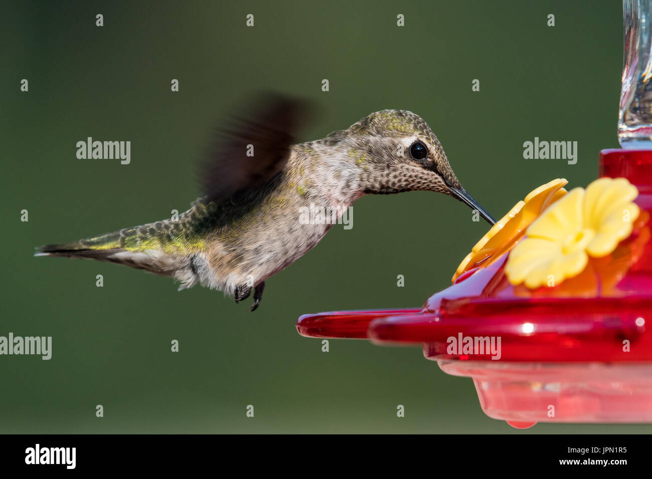 Femme Anna's Hummingbird en vol. Banque D'Images