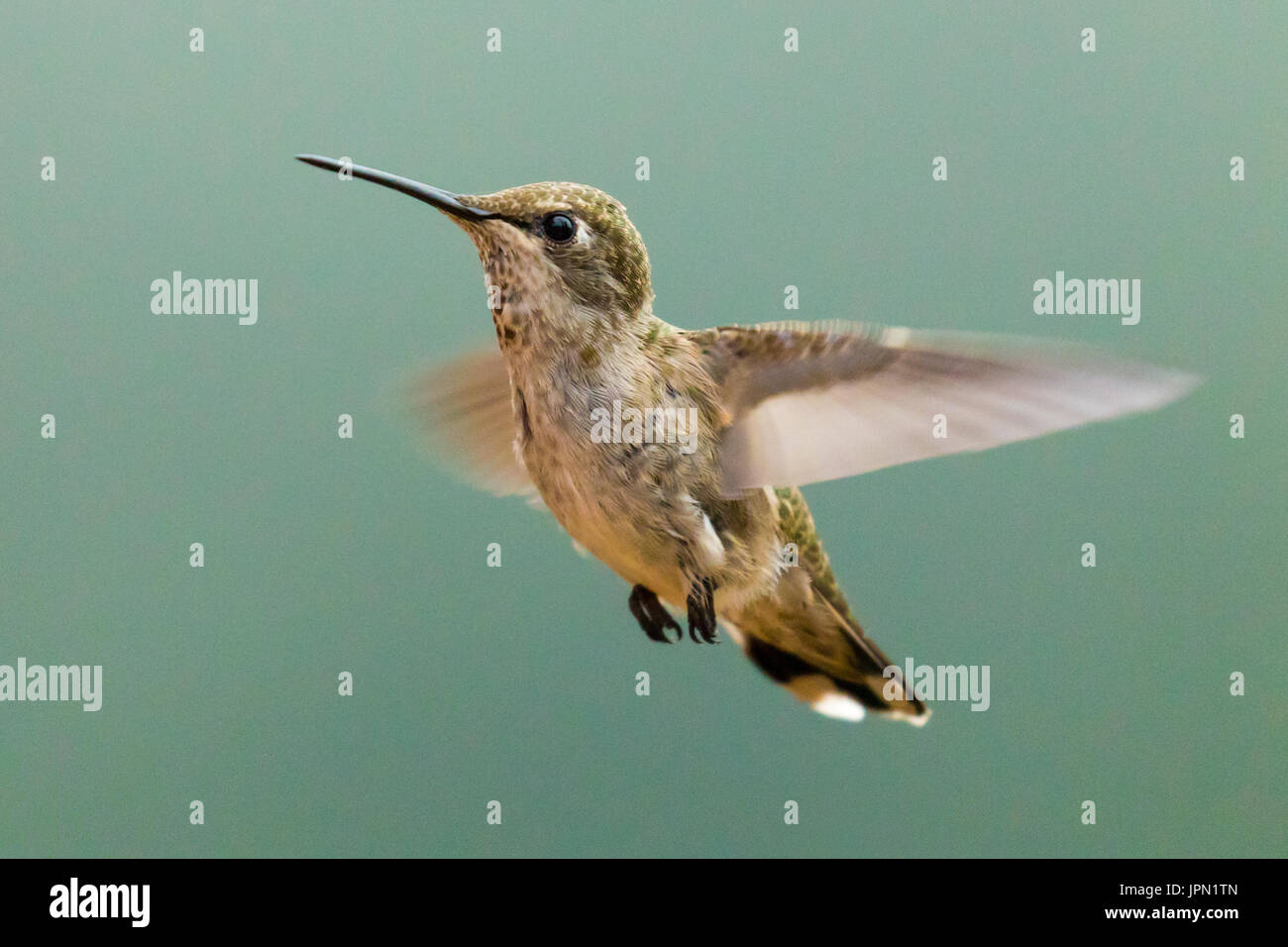 Femme Anna's Hummingbird en vol. Banque D'Images