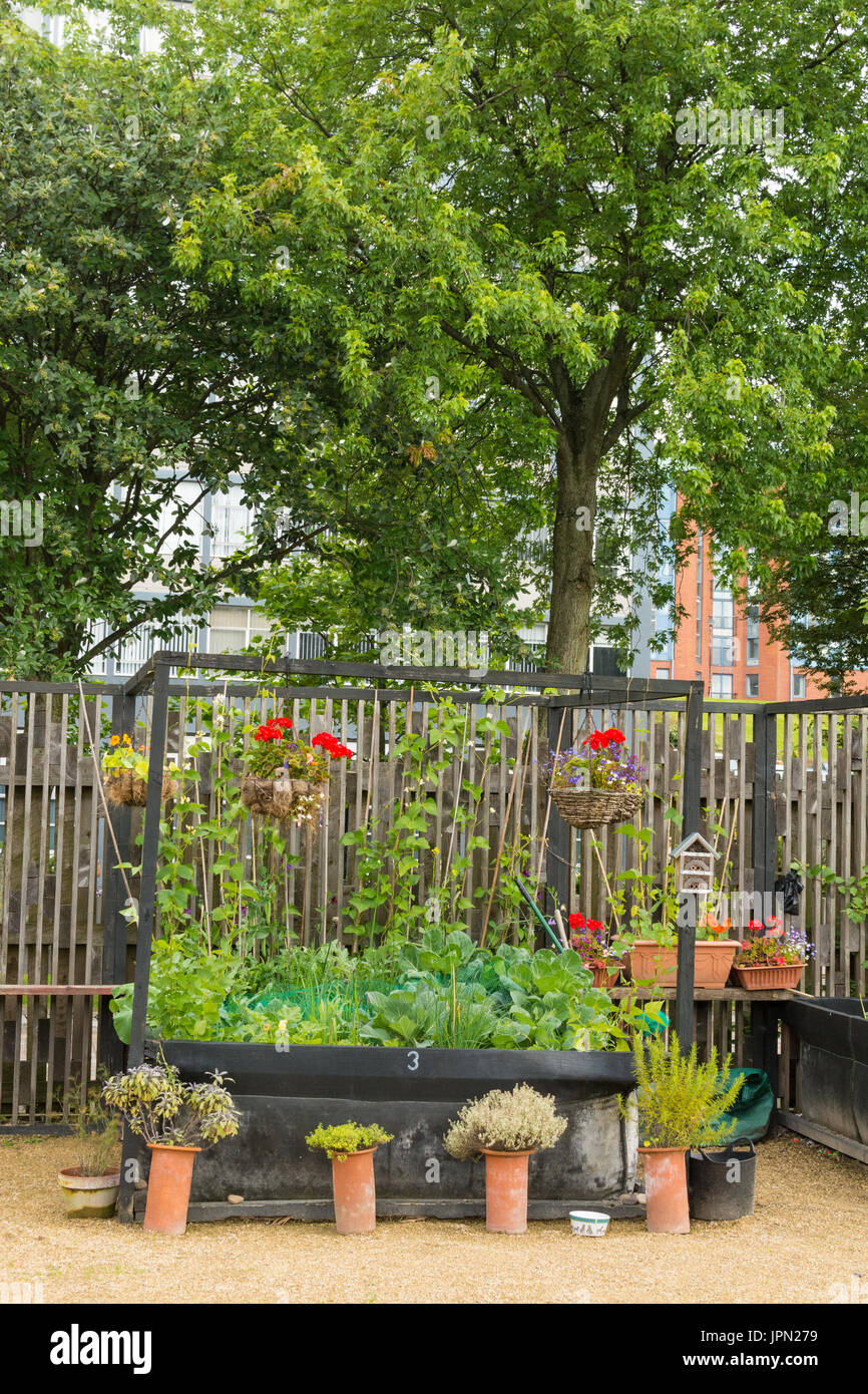 Greyfriars Garden un jardin communautaire, des espaces de la ville marchande de Glasgow, Écosse, Royaume-Uni Banque D'Images