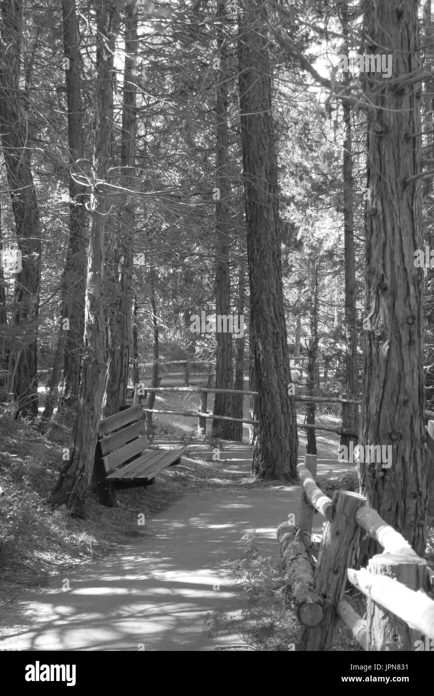 Banc vide le long chemin bordé d'arbres, hume lake, comté de Fresno, Californie Banque D'Images