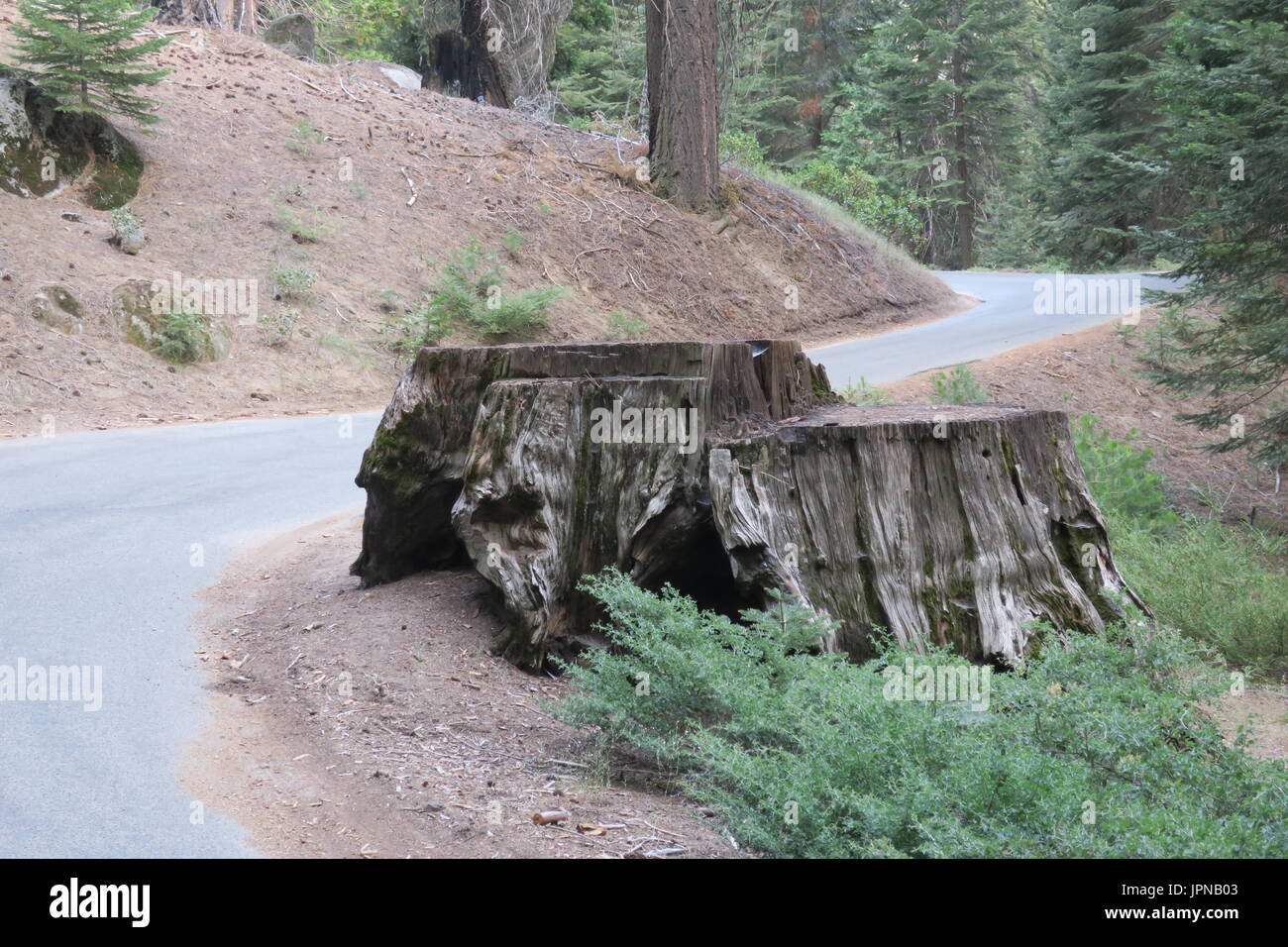 Grand vieux sequoia le long moignon minéral King Road, Sequoia National Park, comté de Tulare, en Californie, États-Unis Banque D'Images