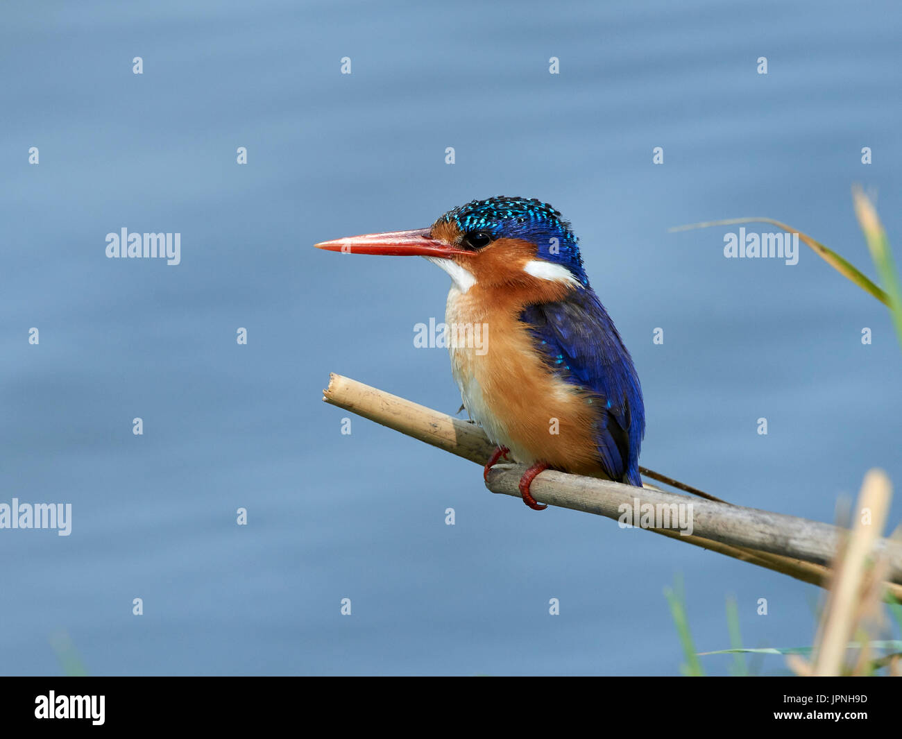 Martin-pêcheur huppé (Alcedo cristata), perché sur une branche au bord de l'eau Banque D'Images