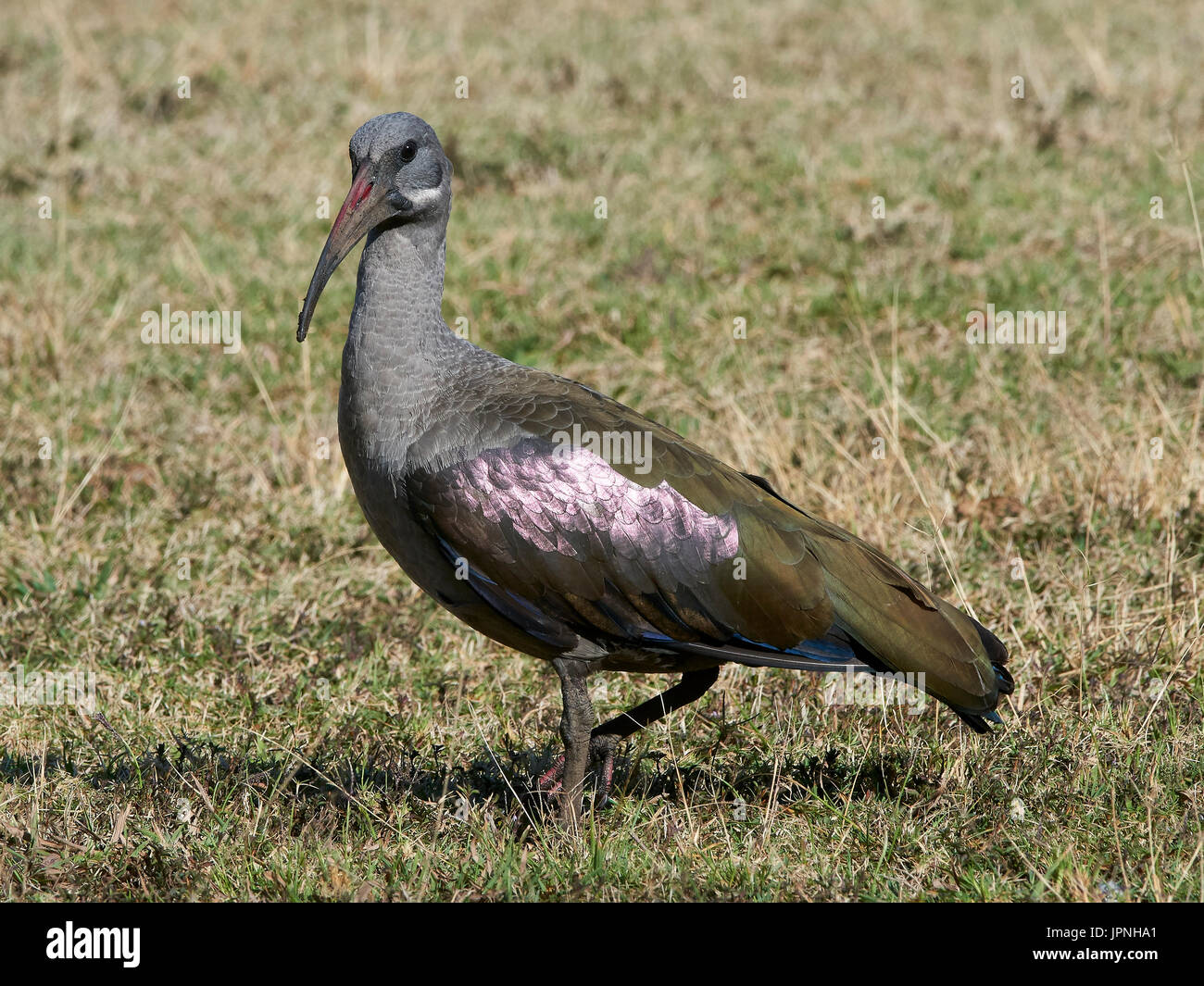 (Bostrychia hagedash Hadeda Ibis), debout dans l'herbe courte Banque D'Images