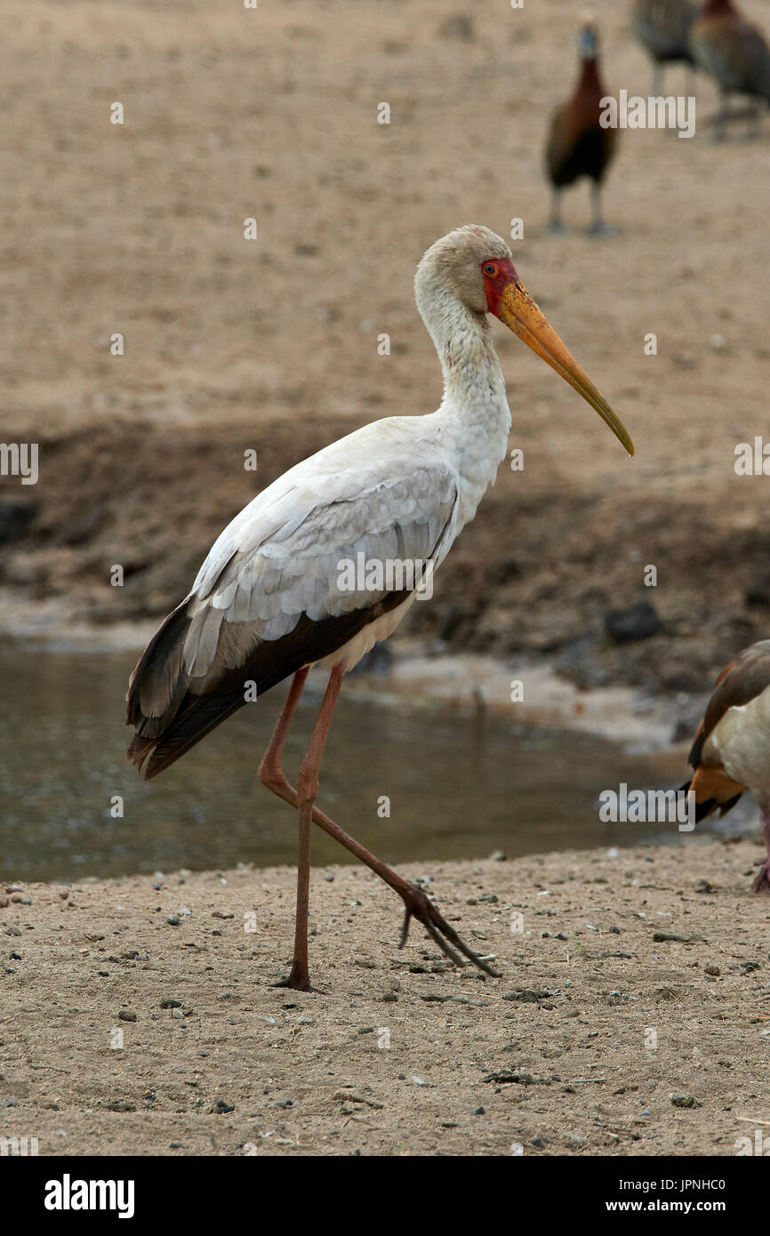Yellow-billed Stork (Mysteria ibis) - Comité permanent sur la rive au bord de l'eau Banque D'Images