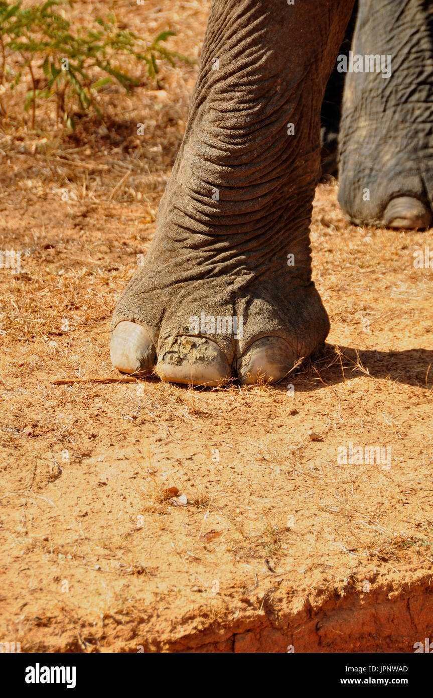 Le deuxième plus grand animal terrestre espèces, photographié ici dans la campagne du sud du Sri Lanka Banque D'Images