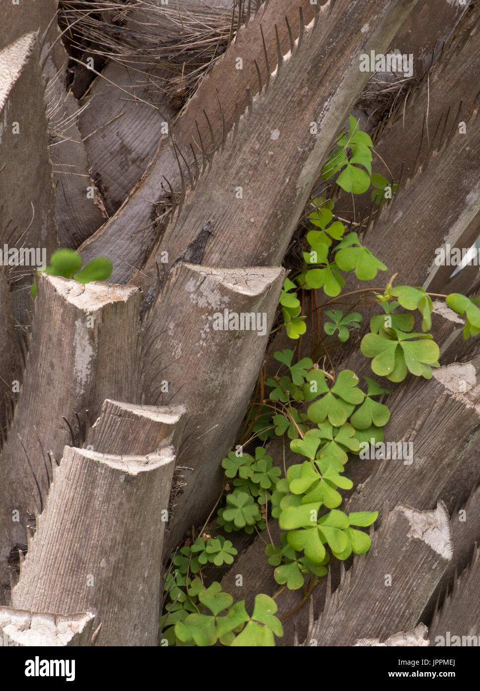 Close up of taillé des branches de palmier et trèfle vert. Banque D'Images