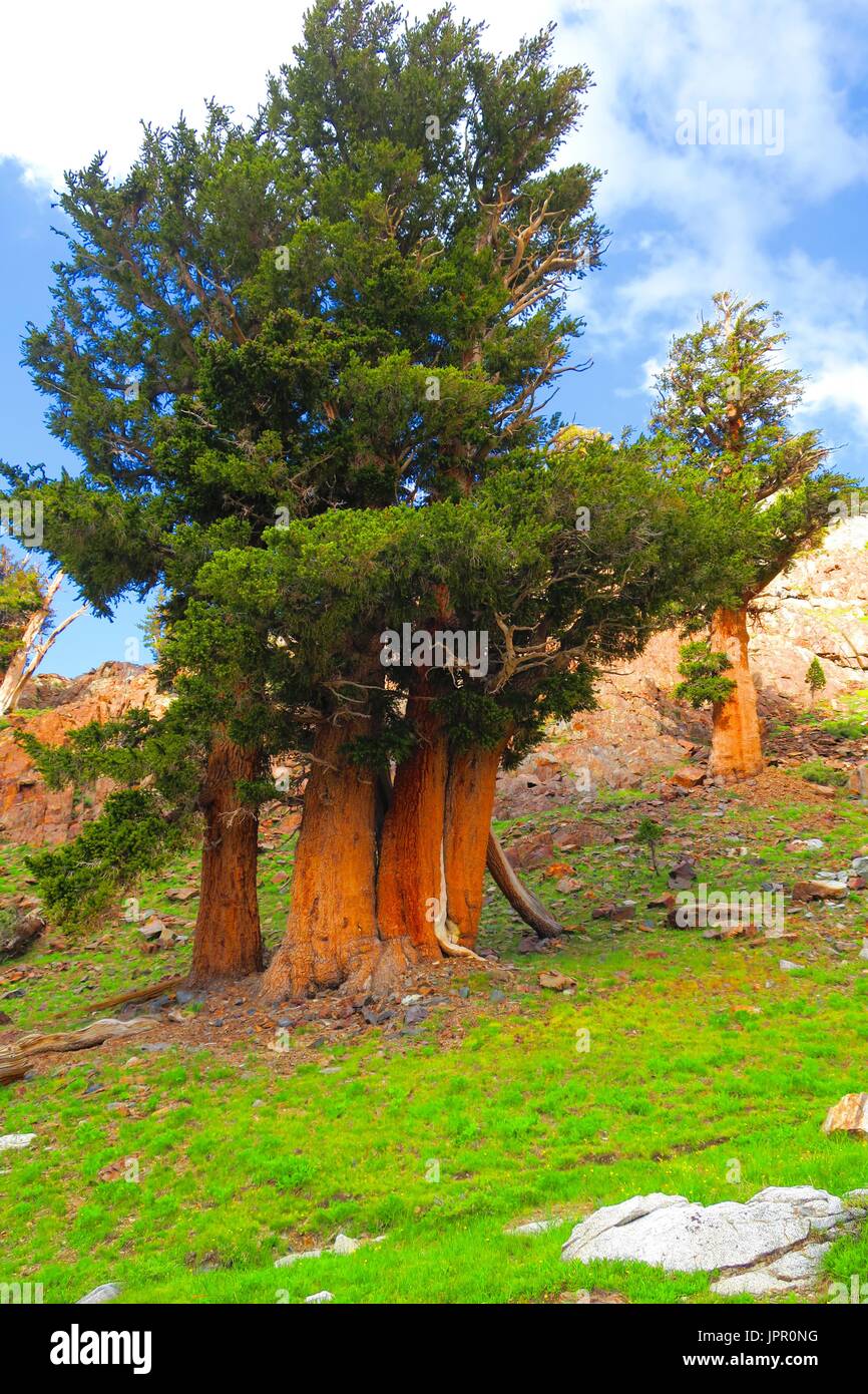 La sétaire verte quatre pins poussent ensemble dans la haute sierra, sétaire verte, chef de groupement de pin blanc, Sequoia National Park, California, United States Banque D'Images