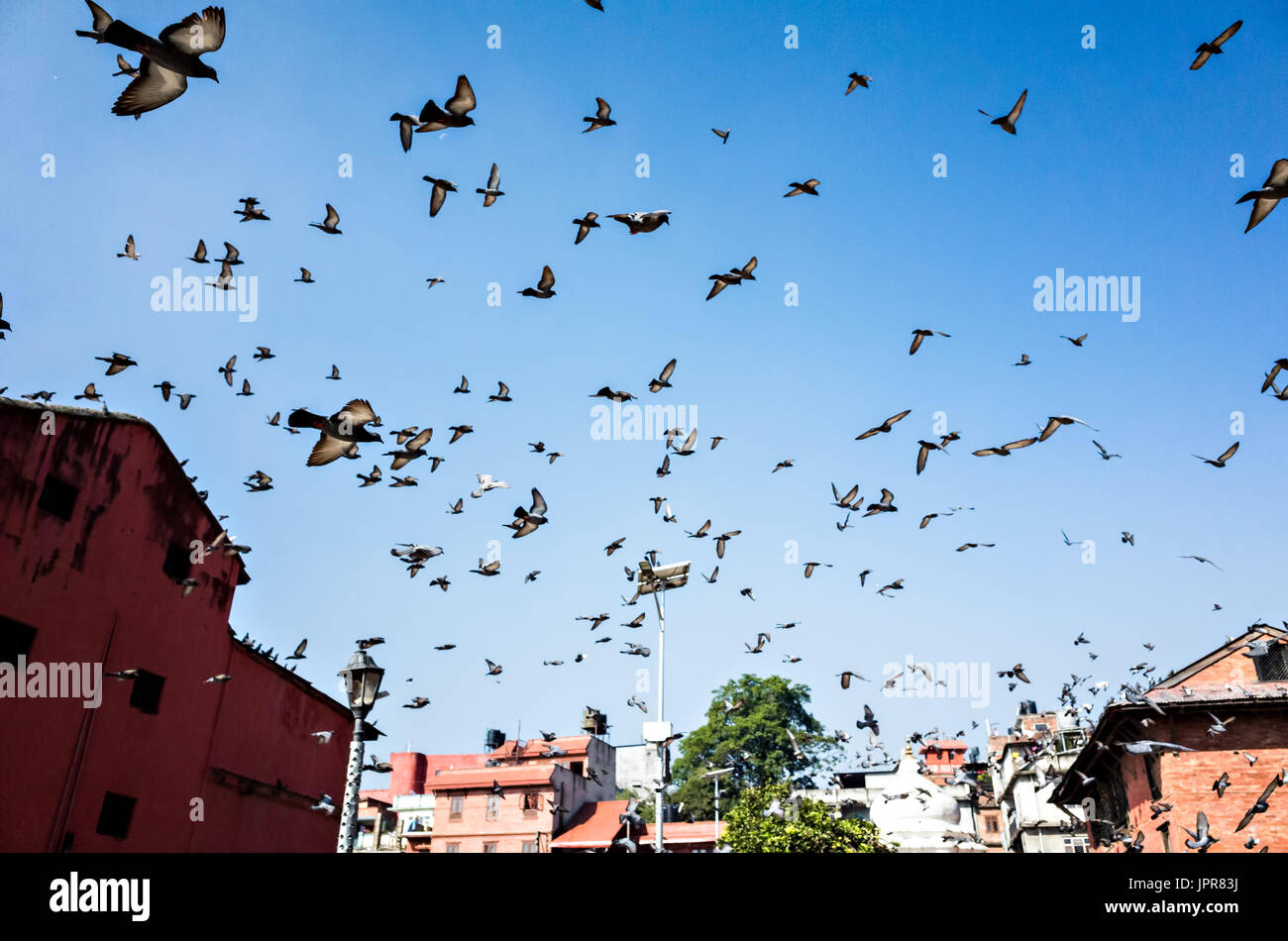 Kit de pigeons contre le ciel bleu, le Népal Pashupatinath, Banque D'Images