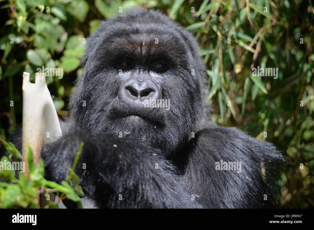 Les gorilles silverback et la famille dans le nord du Rwanda de montagnes des Virunga, l'Afrique. Banque D'Images