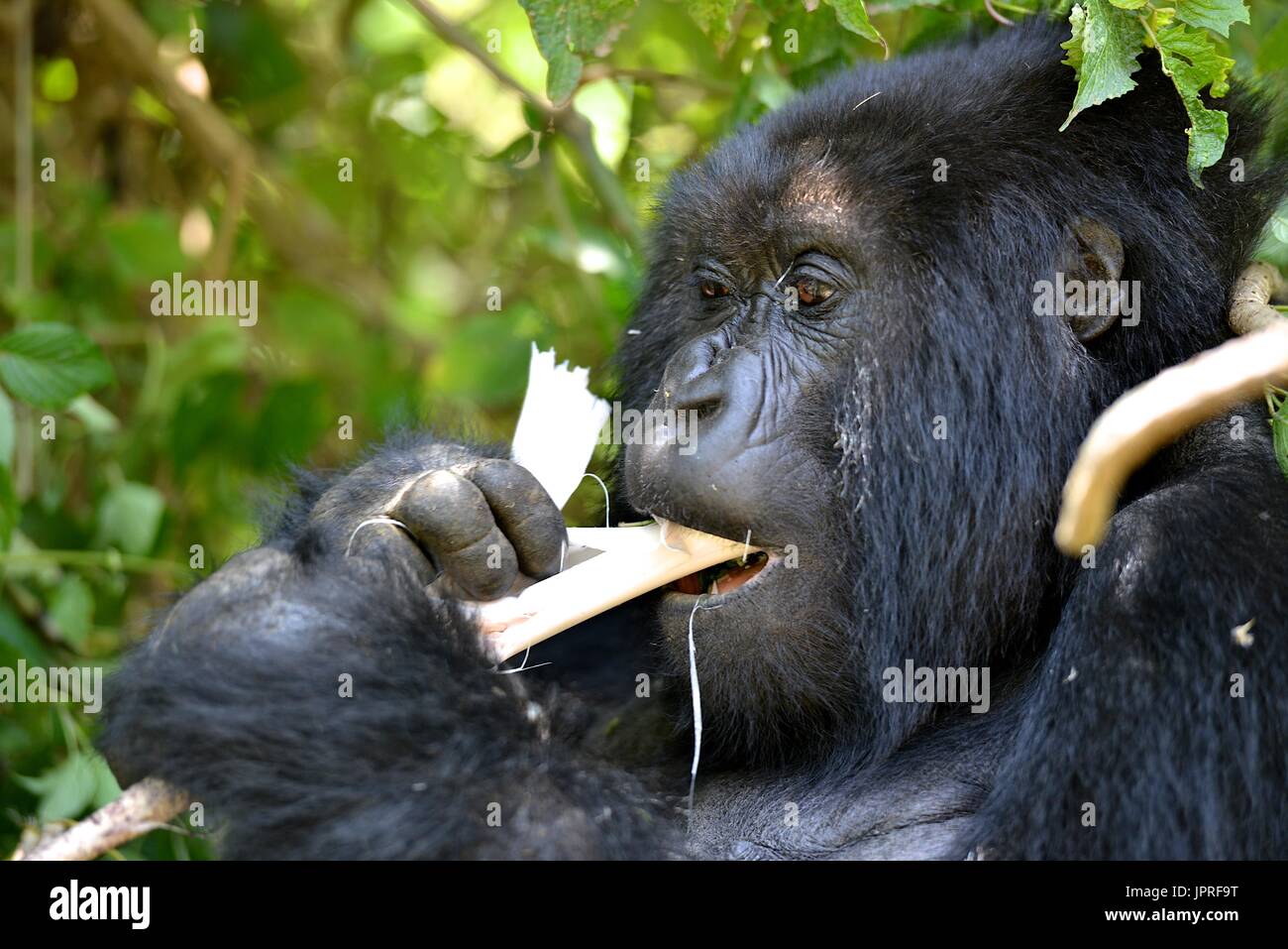 Les gorilles silverback et la famille dans le nord du Rwanda de montagnes des Virunga, l'Afrique. Banque D'Images