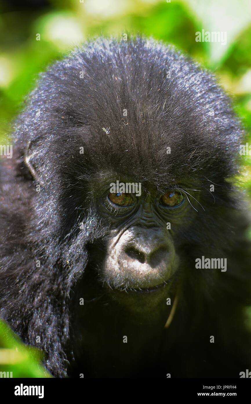 Les gorilles silverback et la famille dans le nord du Rwanda de montagnes des Virunga, l'Afrique. Banque D'Images