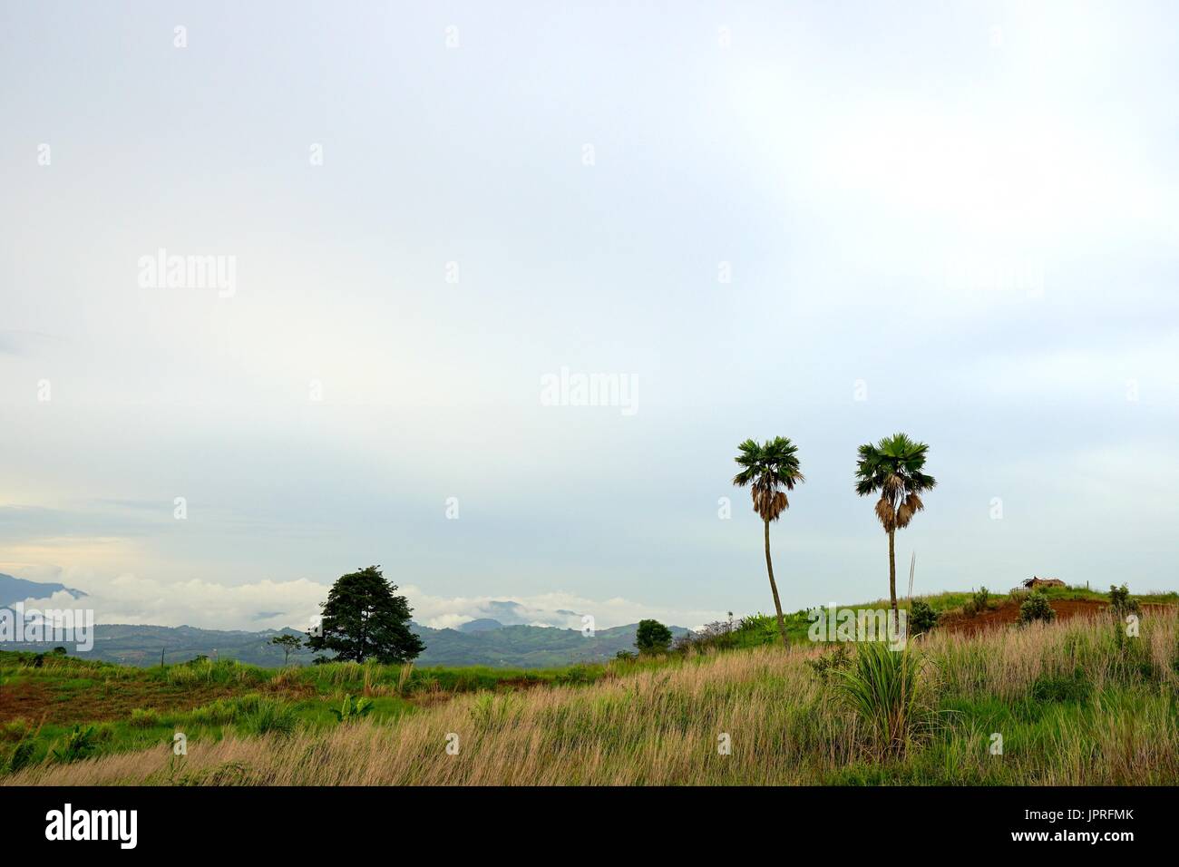 Paysage de deux palmiers à sucre et de chalet en bois dans le pré sur la colline avec ciel nuageux, Khao Kho, province de Phetchabun, Thaïlande Banque D'Images