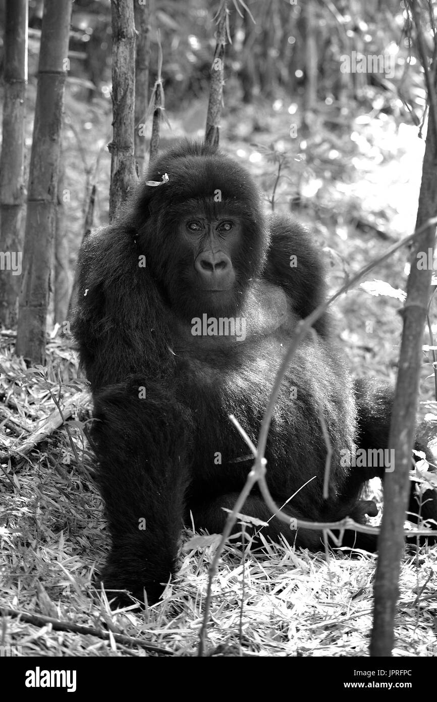 Les gorilles silverback et la famille dans le nord du Rwanda de montagnes des Virunga, l'Afrique. Banque D'Images