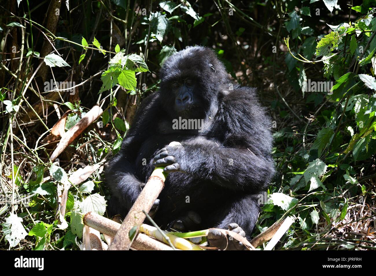 Les gorilles silverback et la famille dans le nord du Rwanda de montagnes des Virunga, l'Afrique. Banque D'Images