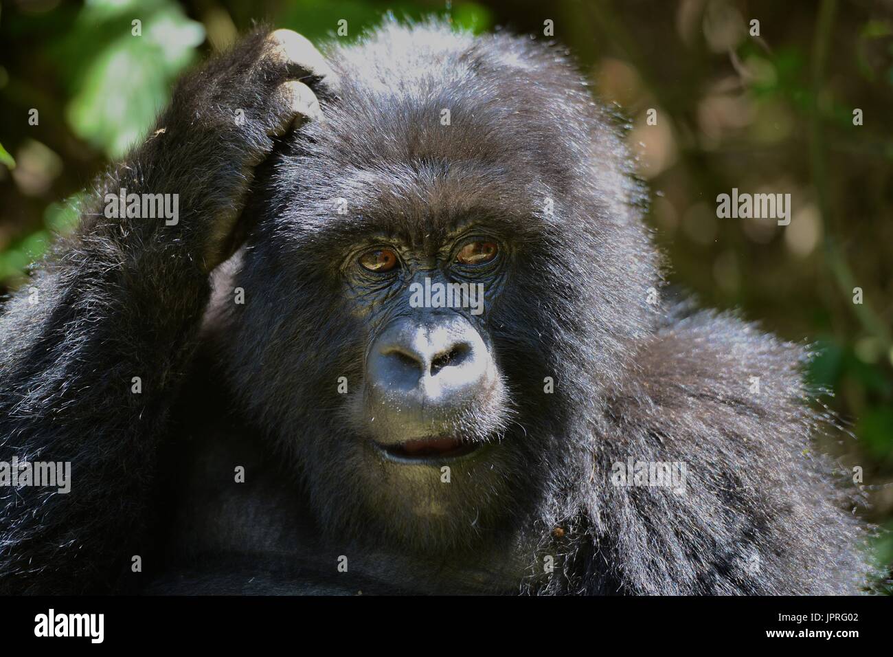 Les gorilles silverback et la famille dans le nord du Rwanda de montagnes des Virunga, l'Afrique. Banque D'Images