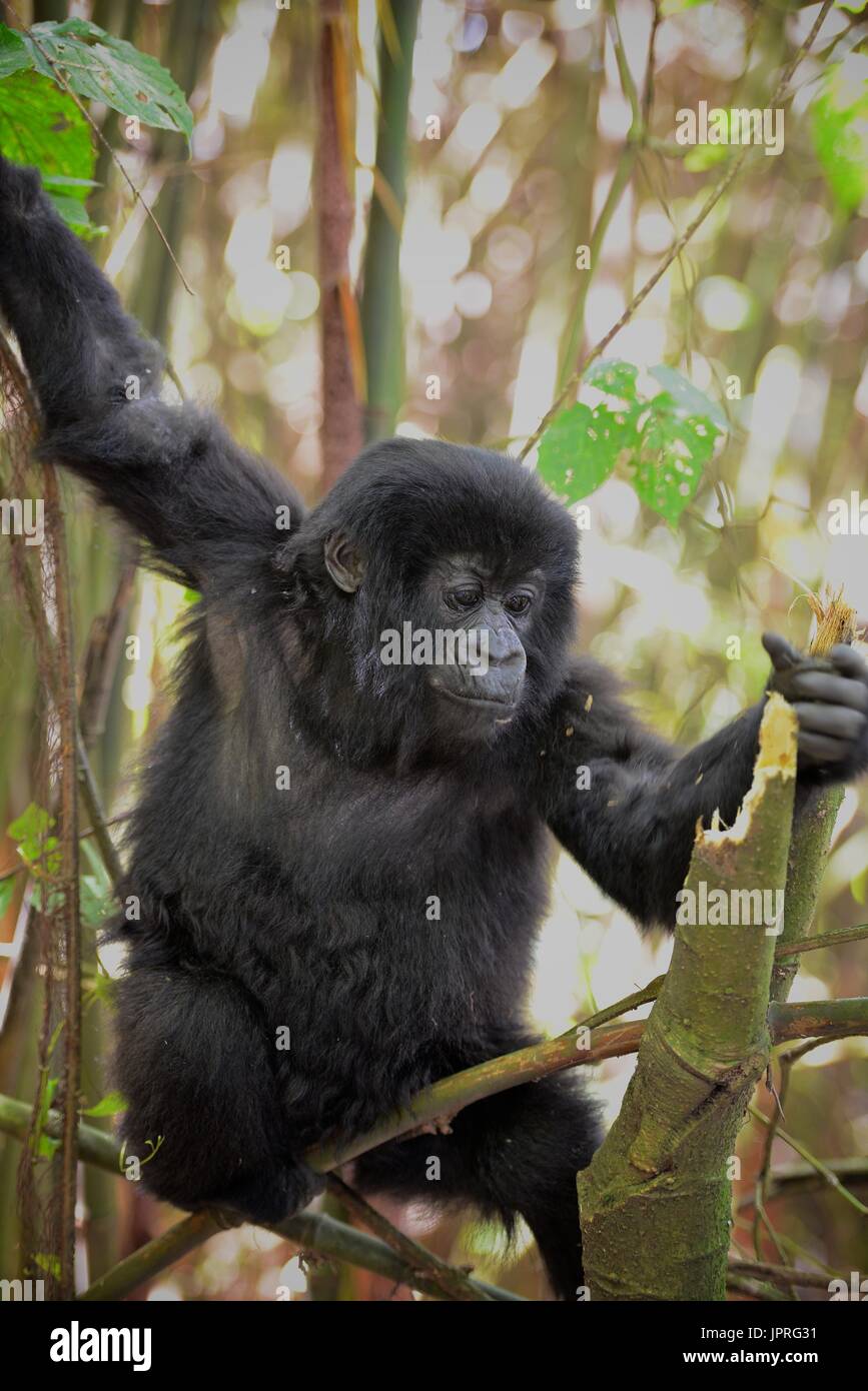 Les gorilles silverback et la famille dans le nord du Rwanda de montagnes des Virunga, l'Afrique. Banque D'Images