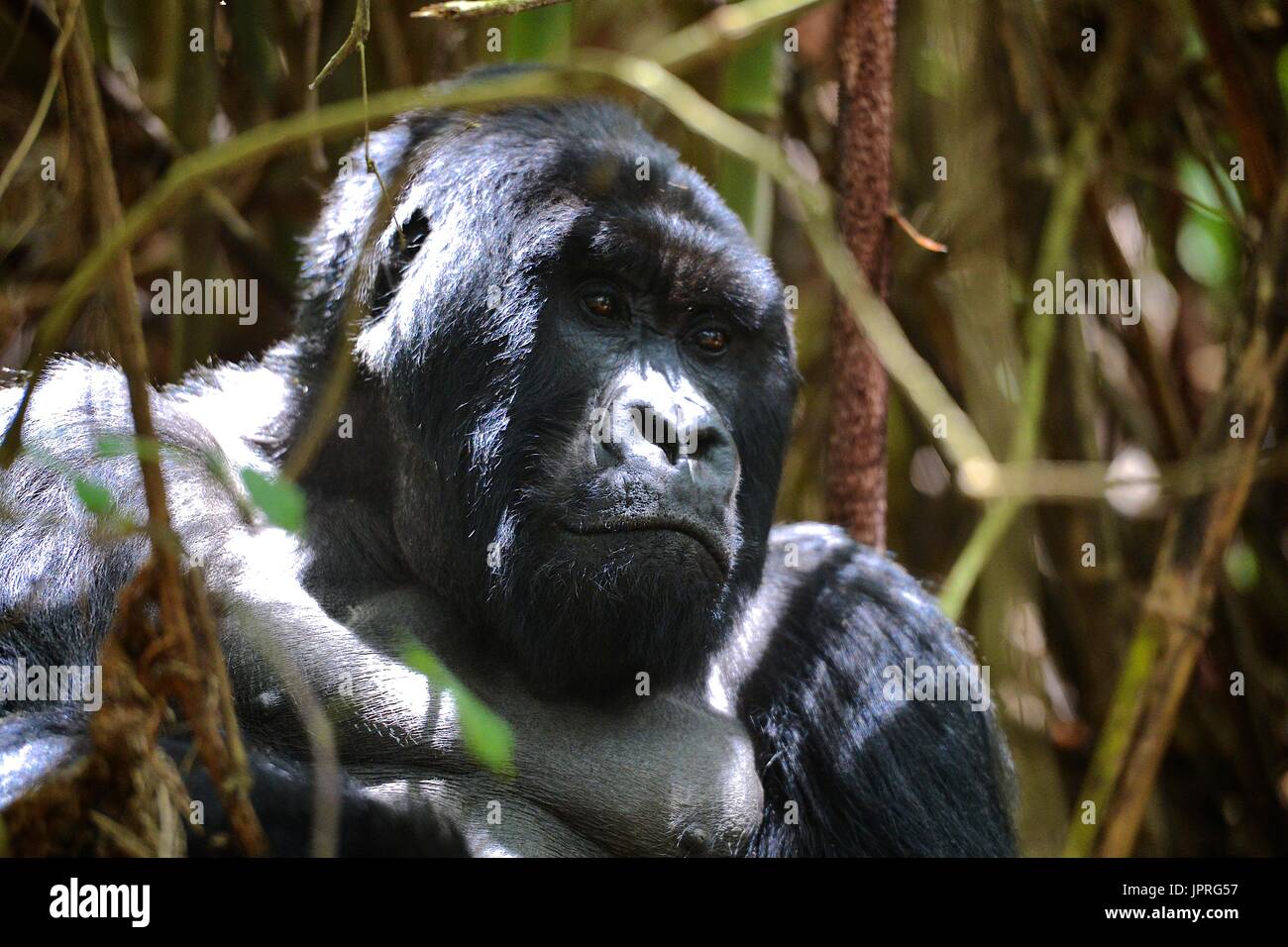 Les gorilles silverback et la famille dans le nord du Rwanda de montagnes des Virunga, l'Afrique. Banque D'Images