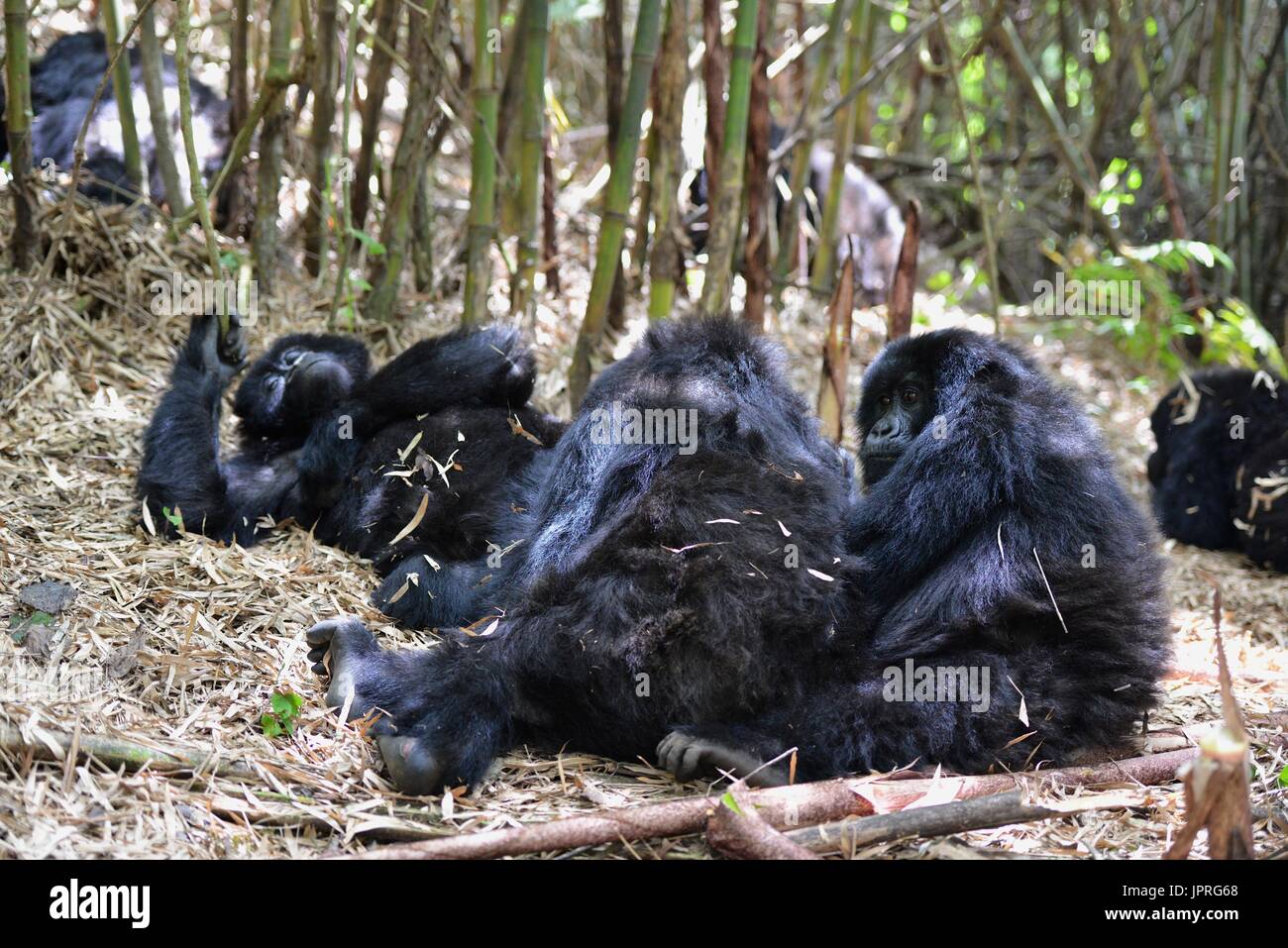 Les gorilles silverback et la famille dans le nord du Rwanda de montagnes des Virunga, l'Afrique. Banque D'Images