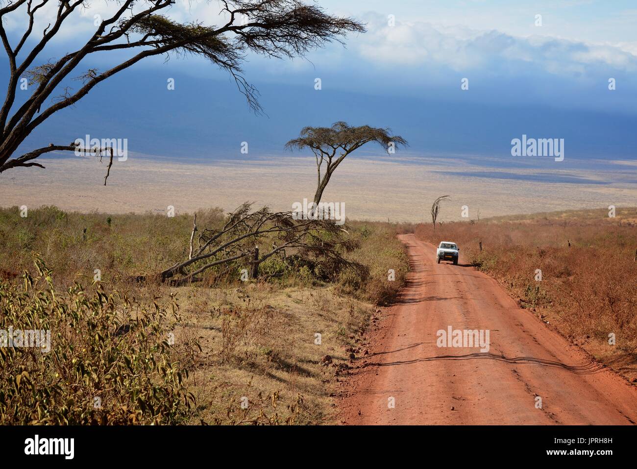 African Safari Banque D'Images