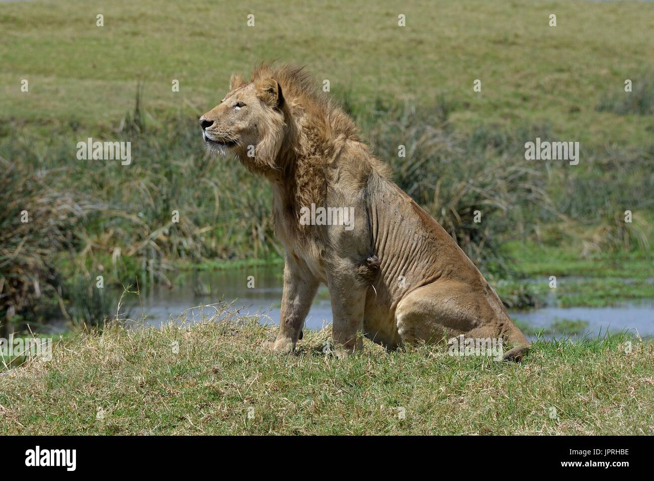 Les lions sont roi de la savane dans le Serengeti National Park of Tanzania, Africa. Banque D'Images