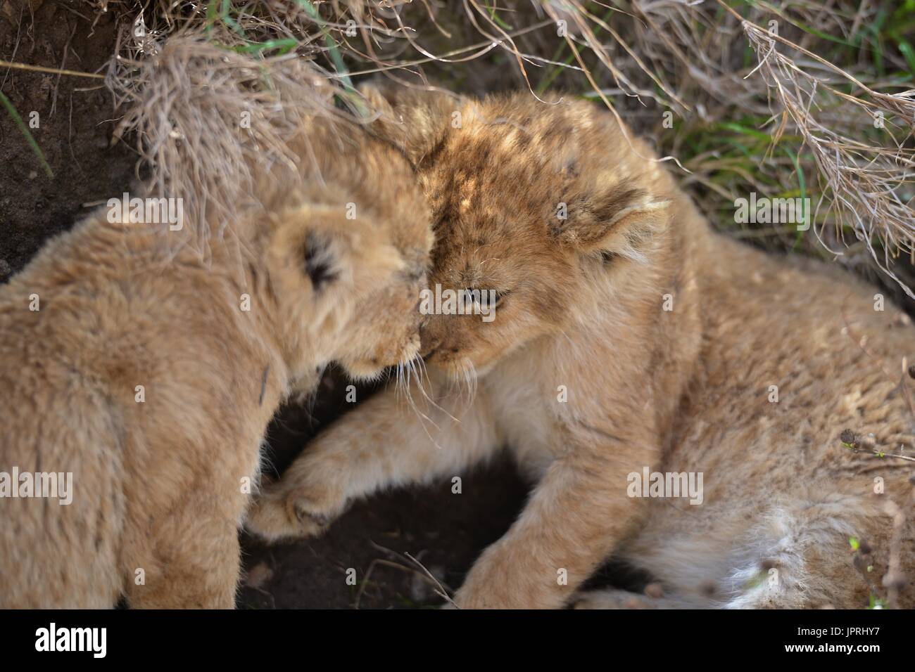 Des lionceaux dans le Serengeti National Park Banque D'Images