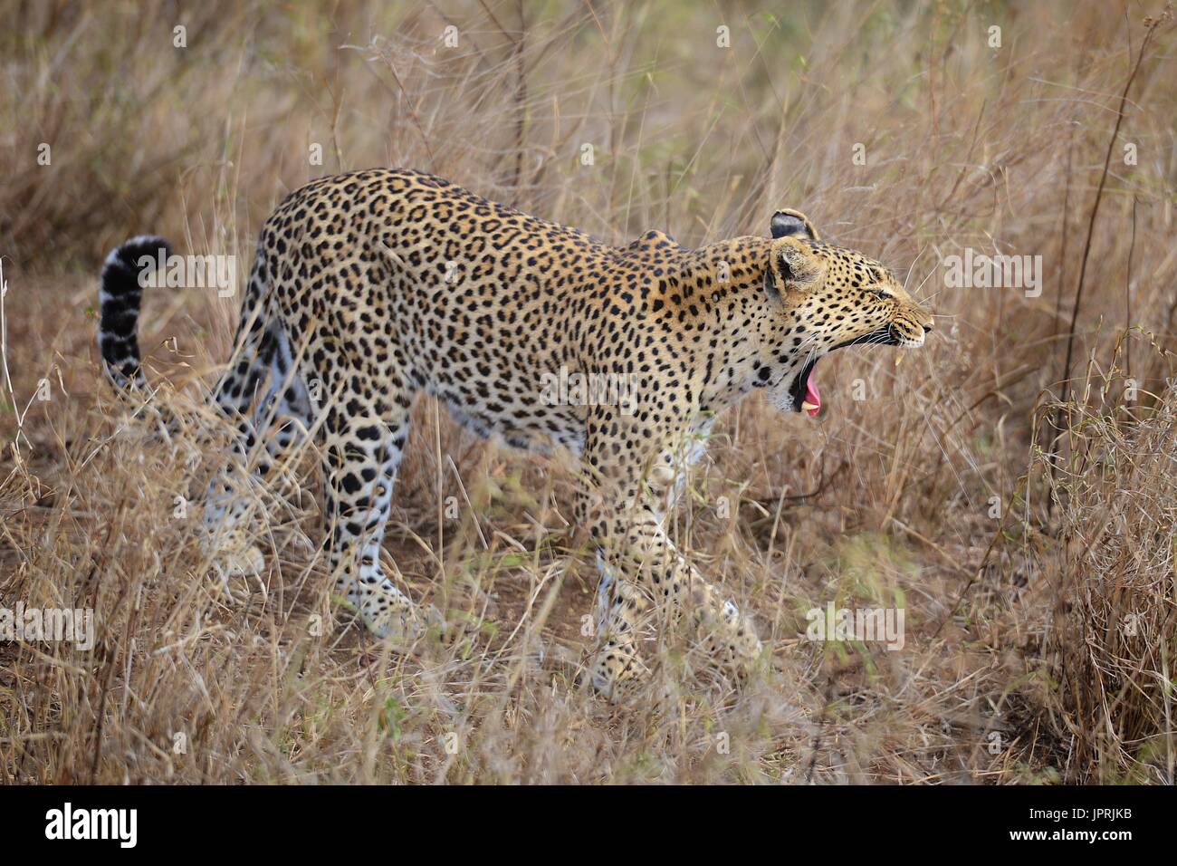 Leopard prend sur la savane du parc national de Serengeti en Tanzanie, Afrique. Banque D'Images