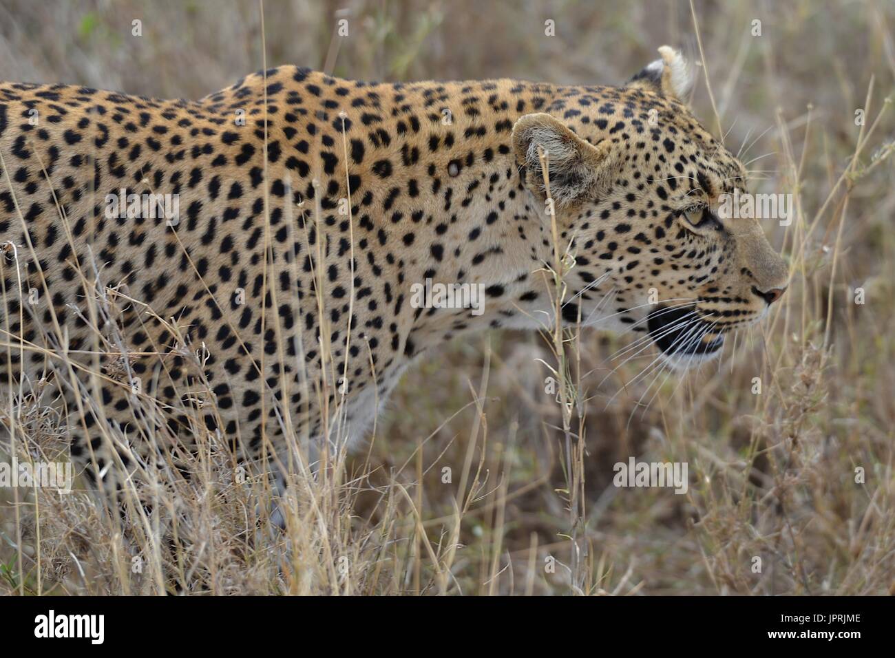 Leopard prend sur la savane du parc national de Serengeti en Tanzanie, Afrique. Banque D'Images
