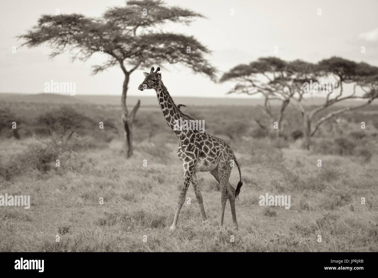 Les Girafes broutent la savane du parc national de Serengeti de Tanzanie, Afrique. Banque D'Images