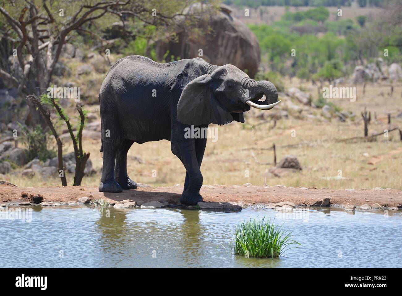Les éléphants se promènent le Serengeti Banque D'Images