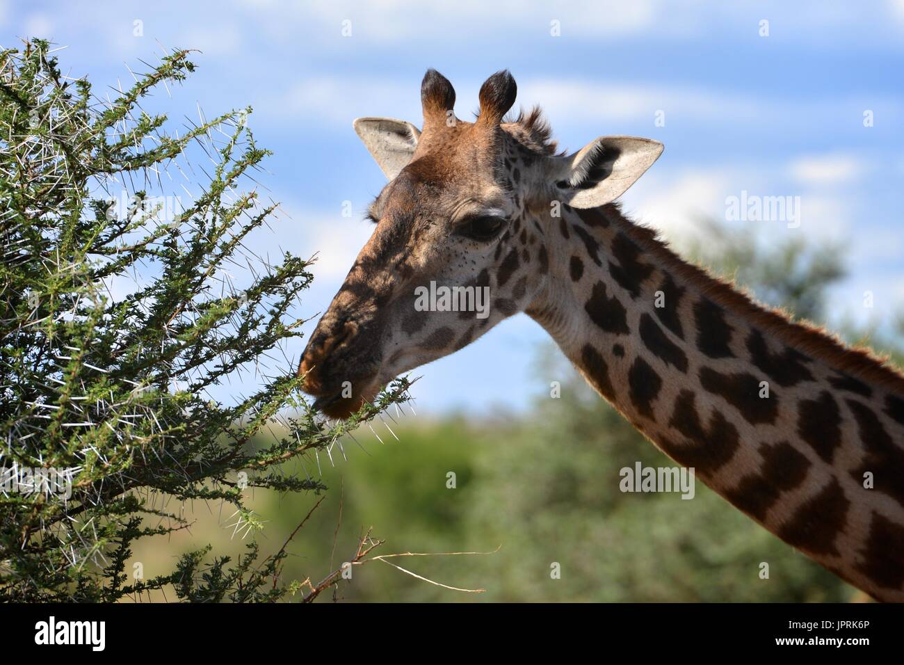 Les Girafes broutent la savane du parc national de Serengeti de Tanzanie, Afrique. Banque D'Images