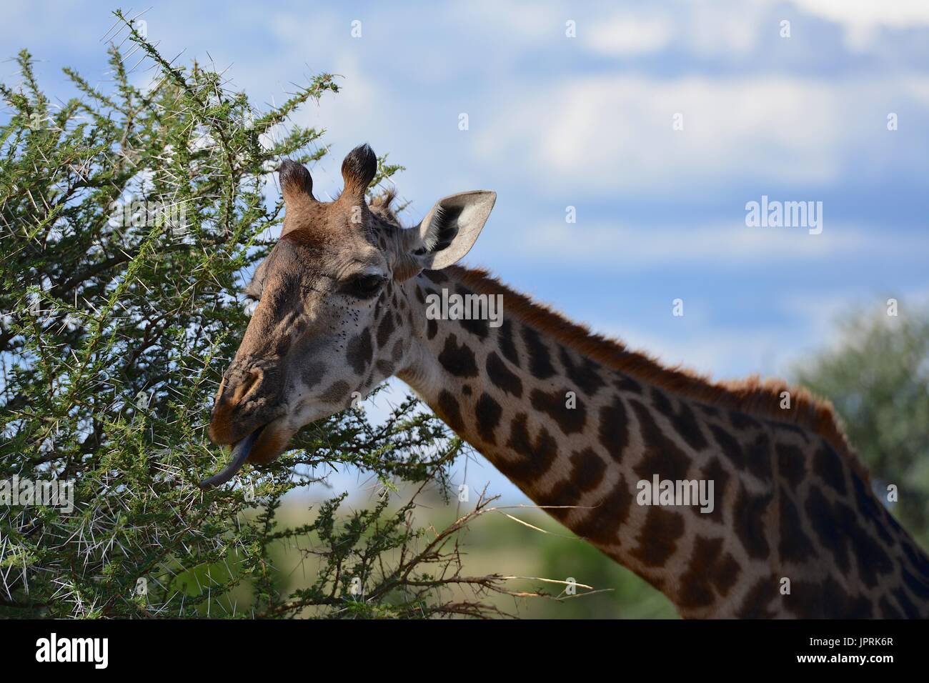 Les Girafes broutent la savane du parc national de Serengeti de Tanzanie, Afrique. Banque D'Images