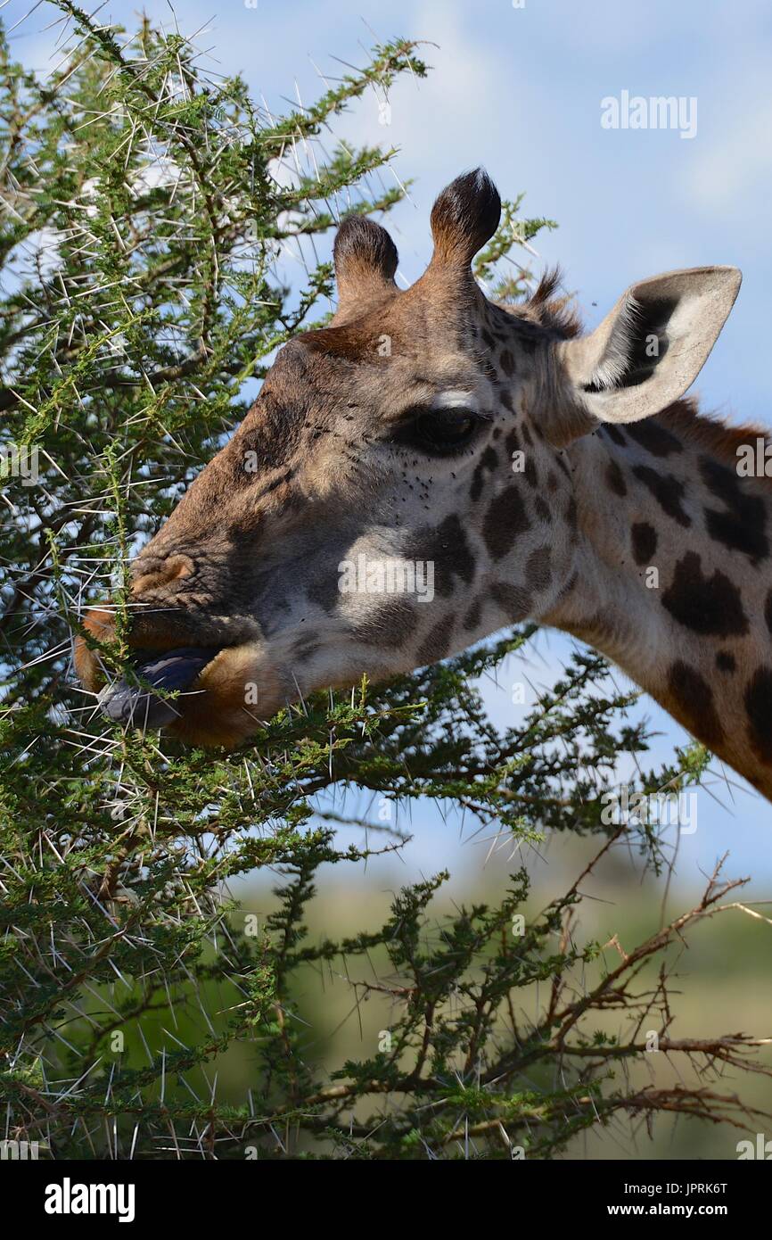 Les Girafes broutent la savane du parc national de Serengeti de Tanzanie, Afrique. Banque D'Images