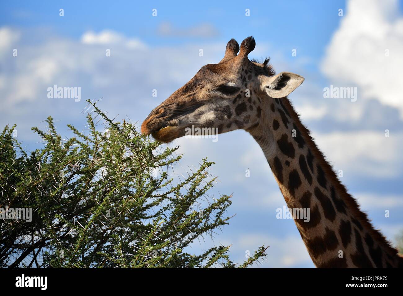 Les Girafes broutent la savane du parc national de Serengeti de Tanzanie, Afrique. Banque D'Images