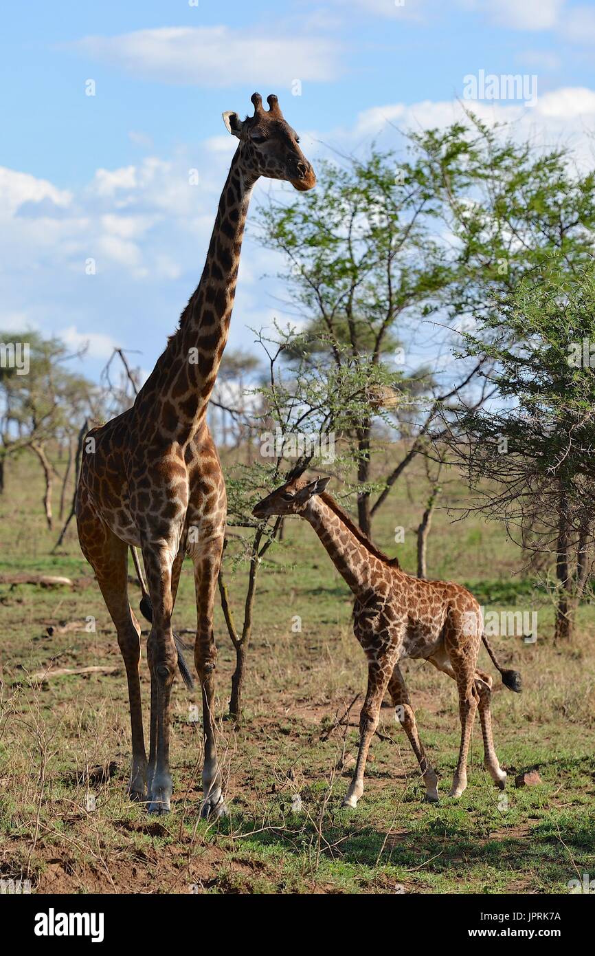 Les Girafes broutent la savane du parc national de Serengeti de Tanzanie, Afrique. Banque D'Images