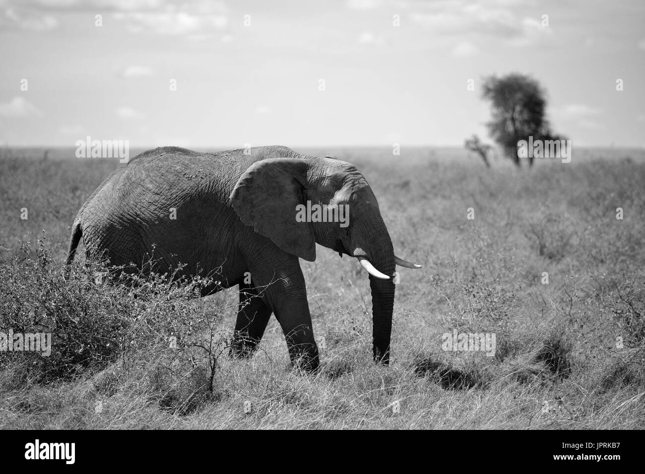 Les éléphants se promènent le Serengeti Banque D'Images