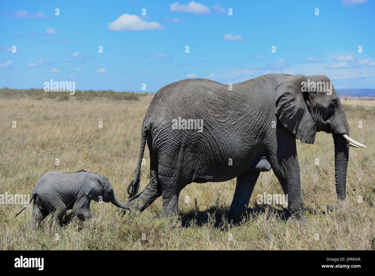 Les éléphants se promènent le Serengeti Banque D'Images